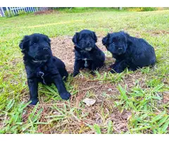 Male Mini Schnauzer puppies for sale - 9