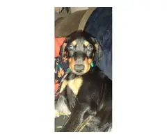 2 Purebred Doberman Pinscher puppies available for Adoption