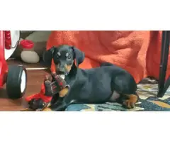 2 Purebred Doberman Pinscher puppies available for Adoption - 2