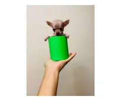 One Female Teacup Chihuahua puppy for sale - 2