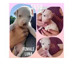 2 female pit bull puppies looking for their loving home