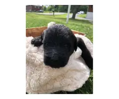 7 English Bulldog / Poodle puppies available - 7