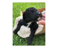 7 English Bulldog / Poodle puppies available