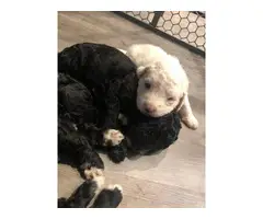 7 English Bulldog / Poodle puppies available