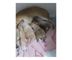 2 brown, 1 cream chihuahua puppies for sale