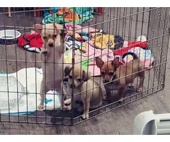 2 brown, 1 cream chihuahua puppies for sale - 2