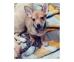 2 brown, 1 cream chihuahua puppies for sale - 4
