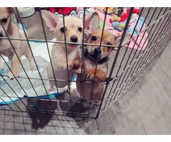 2 brown, 1 cream chihuahua puppies for sale - 6