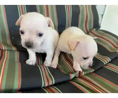 2 males white chihuahua puppies