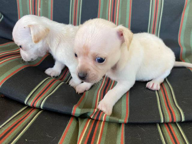 2 males white chihuahua puppies in Zanesville, Ohio