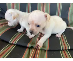 2 males white chihuahua puppies - 2