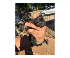 French Bulldog puppies 2 females  1 male  pet only