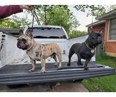 French Bulldog puppies 2 females  1 male  pet only
