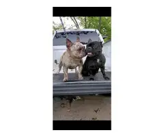 French Bulldog puppies 2 females  1 male  pet only