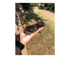 French Bulldog puppies 2 females  1 male  pet only