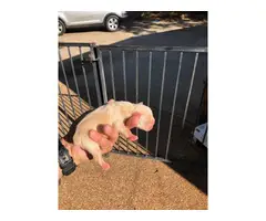 French Bulldog puppies 2 females  1 male  pet only