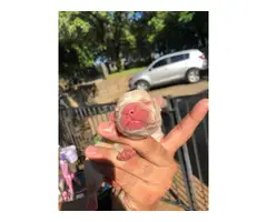 French Bulldog puppies 2 females  1 male  pet only