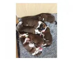 Boxer puppies for sale