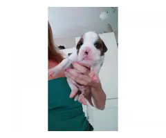 Boxer puppies for sale