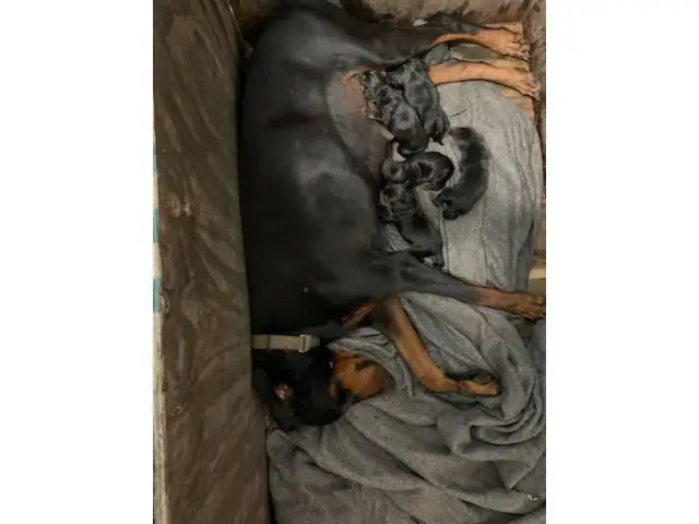 6 lovely black and tan AKC reg Doberman Pinscher puppies - 1/6
