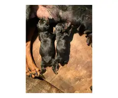 6 lovely black and tan AKC reg Doberman Pinscher puppies - 4