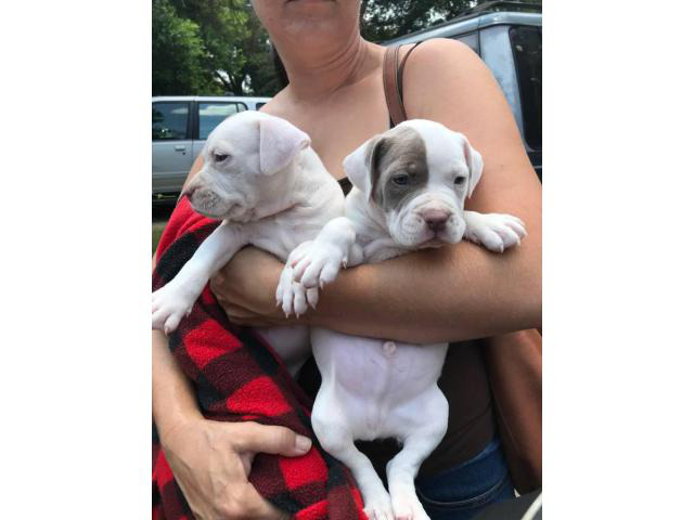 American bully puppies one girl, one boy in Augusta, Georgia - Puppies