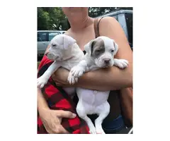American bully puppies  one girl, one boy