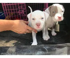 American bully puppies  one girl, one boy - 2