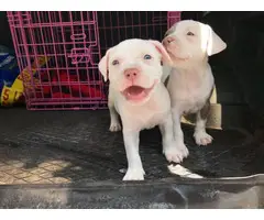American bully puppies  one girl, one boy - 3