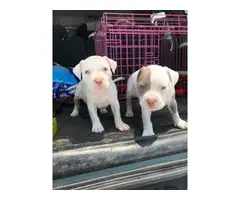 American bully puppies  one girl, one boy - 4