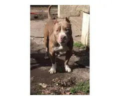 American bully puppies  one girl, one boy - 7