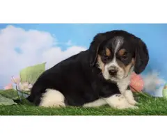 11 week old Beagle pup with gorgeous eyes - 3