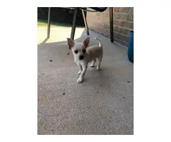 Chihuahua girl puppy looking for a good home - 2