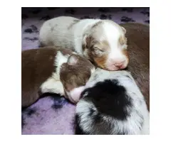 gorgeous and smart Australian Shepherd pups for sale