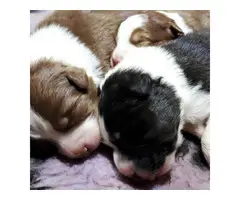 gorgeous and smart Australian Shepherd pups for sale - 2