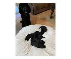 2 females and 4 males baby poodles - 4