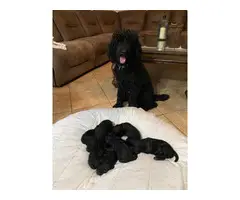 2 females and 4 males baby poodles - 7