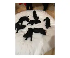 2 females and 4 males baby poodles - 9