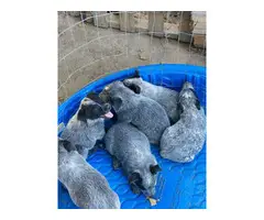 Blue heeler puppies