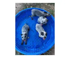 Blue heeler puppies - 2