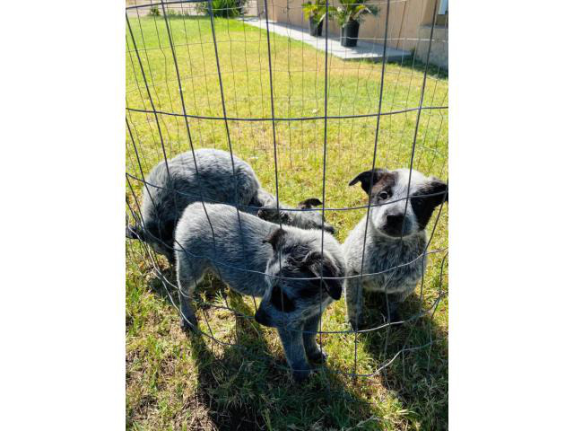 Blue heeler puppies in Fresno, California - Puppies for Sale Near Me