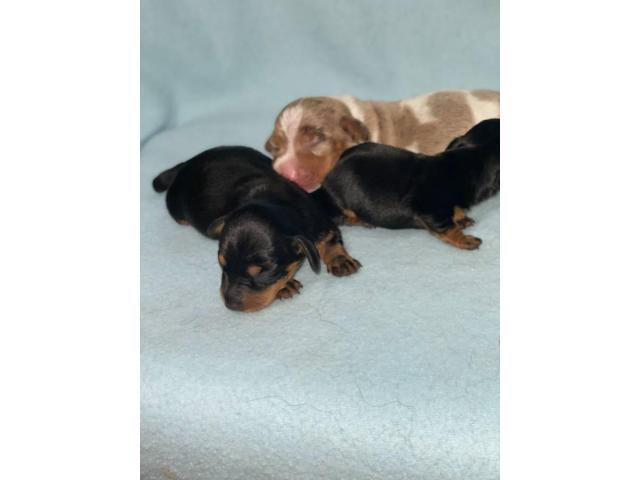 3 beautiful Dachshund puppies for sale Nashville Puppies