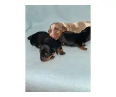 3 beautiful Dachshund puppies for sale