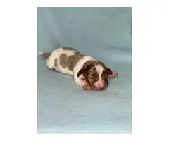 3 beautiful Dachshund puppies for sale - 2