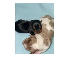 3 beautiful Dachshund puppies for sale - 6