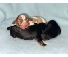 3 beautiful Dachshund puppies for sale - 7