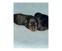 3 beautiful Dachshund puppies for sale - 8