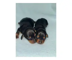3 beautiful Dachshund puppies for sale - 9