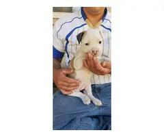 Four American Bulldog puppies available