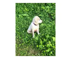 One female Great Pyrenees puppy for sale